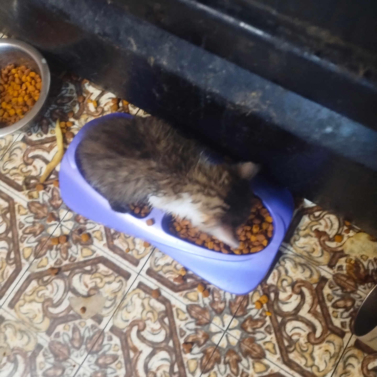 Mouth is registered to the contest to win money with this photo: cat, food_bowl, kibble, floor, tile_floor, patterned_floor, indoor, pet, feeding, purple_bowl, brown_cat, furry, animal, meal_time, metal_bowl, scattered_food, home, furniture, brown, close_up