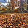 autumn, backlit, chihuahua, cute, dog, fall_colors, grass, leaves, nature, outdoors, park, pet, portrait, running, small_dog, smiling, sunlight, trees, warm_tones, wooden_fence