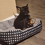 Chico is registered to the contest to win money with this photo: dog, pet_bed, black_dog, indoor, wooden_floor, animal, curious, resting, small_dog, cozy, furniture, home, domestic_animal, flooring, looking_back, ears_up, companion, cute, relaxed, canine