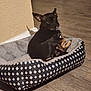 dog, pet_bed, black_dog, indoor, wooden_floor, animal, curious, resting, small_dog, cozy, furniture, home, domestic_animal, flooring, looking_back, ears_up, companion, cute, relaxed, canine