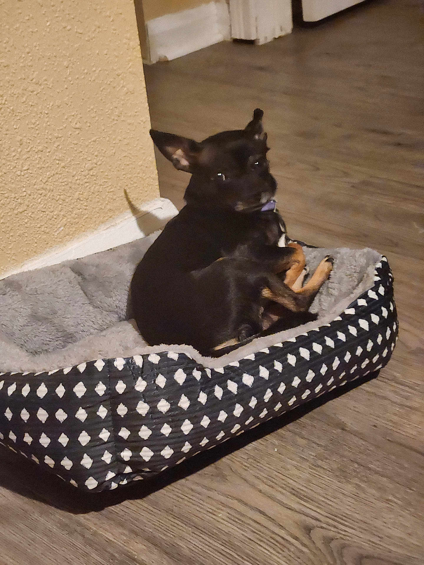 Chico
