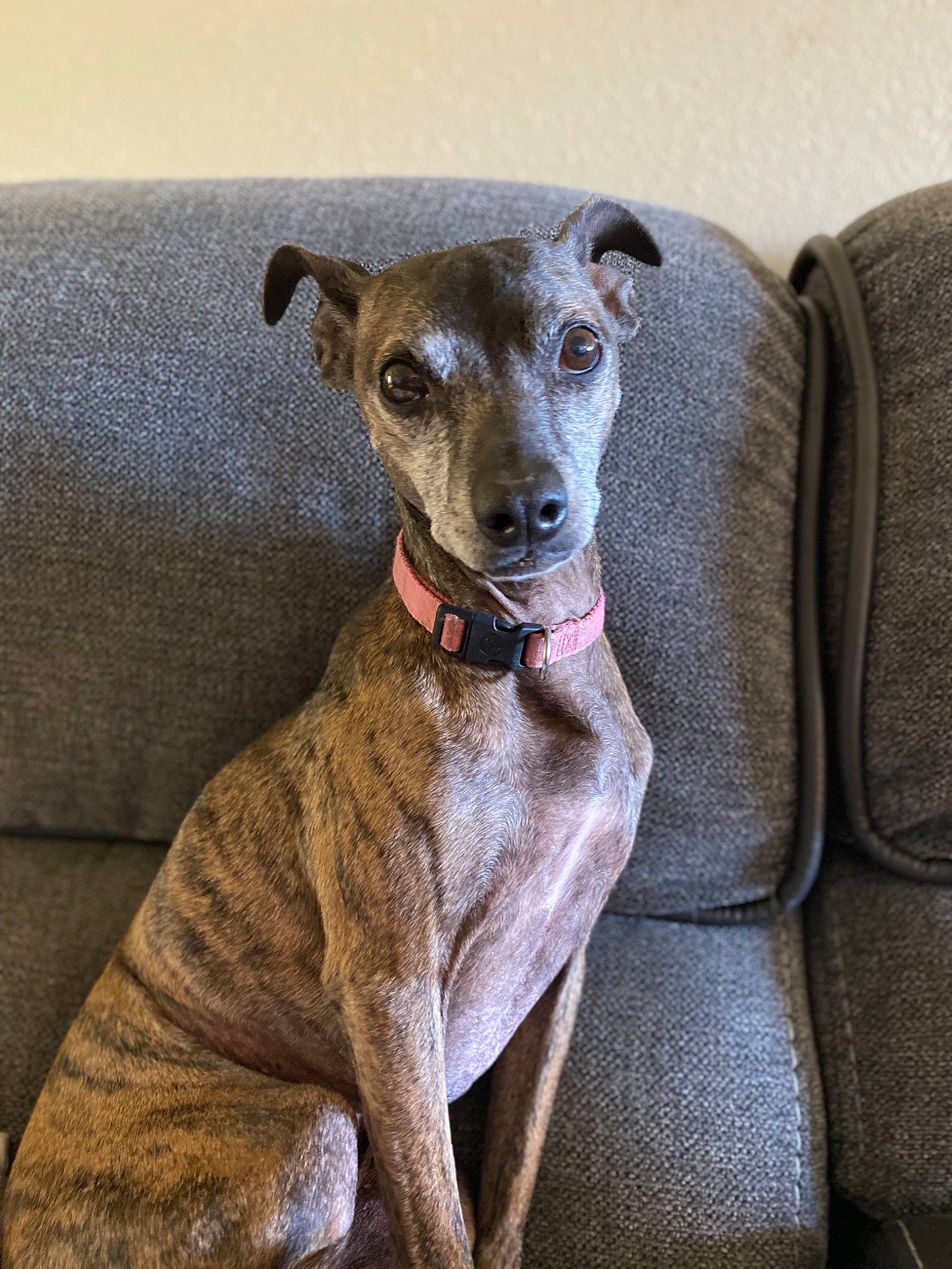 Princess joined the competition — help win amazing prizes! canidae, carnivore, collar, companion_dog, dog, dog_breed, fawn, grey, greyhound, hound, liver, magyar_agar, pet_supply, rampur_greyhound, sighthound, snout, sporting_group, whippet, whiskers, working_animal