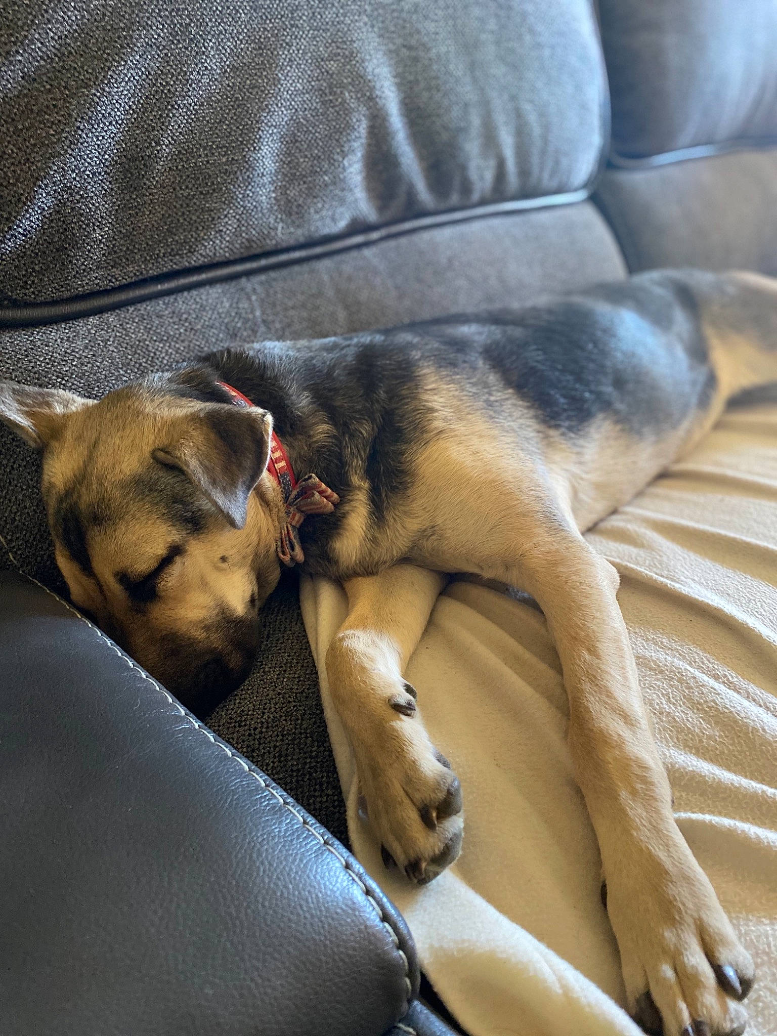 Cleo joined the competition — help win amazing prizes! canidae, carnivore, comfort, companion_dog, couch, dog, dog_breed, dog_supply, fawn, fur, living_room, pet_supply, snout, sporting_group, vertebrate, working_animal, working_dog