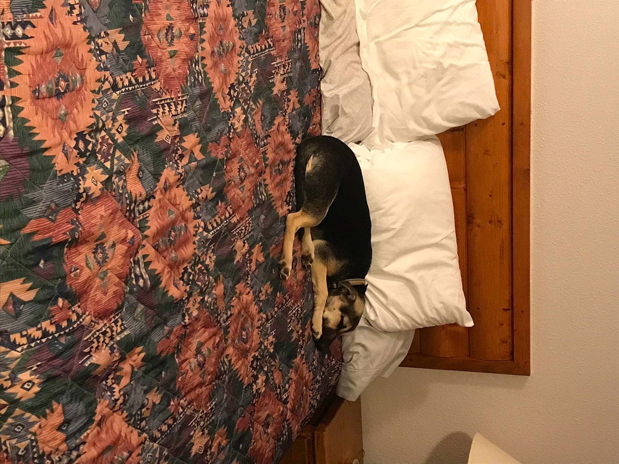 Cleo is registered to the contest to win money with this photo: carnivore, cat, felidae, linens, rug, small_to_medium_sized_cats, textile