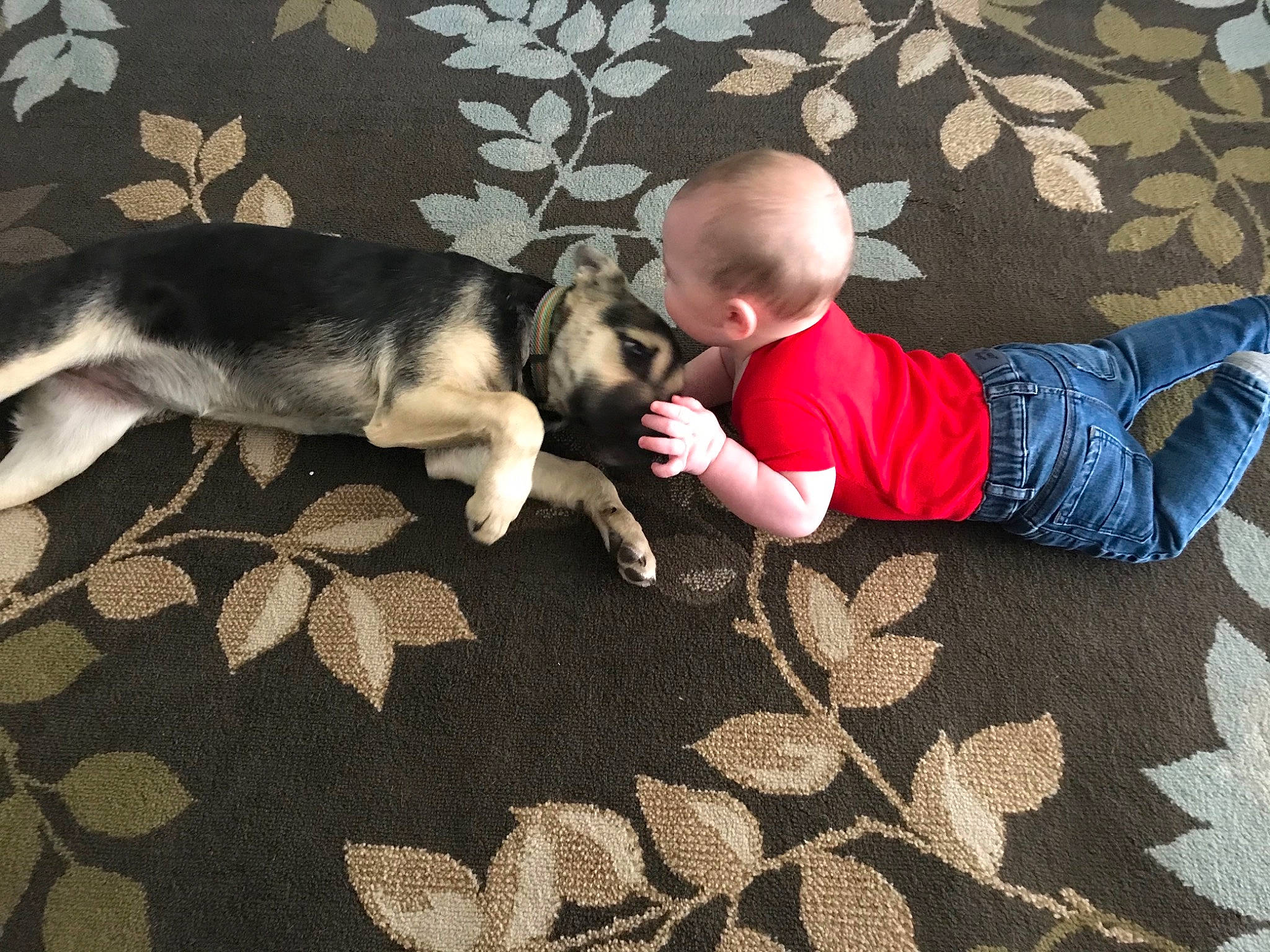 Cleo is registered to the contest to win money with this photo: baby, baby_toddler_clothing, canidae, carnivore, carpet, comfort, companion_dog, dog, dog_breed, floor, flooring, fur, human, mammal, mat, snout, tail, tummy_time, vertebrate, working_animal