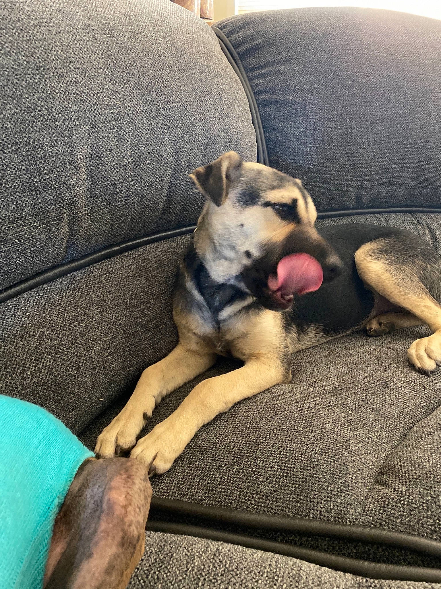 Cleo is registered to the contest to win money with this photo: canidae, carnivore, comfort, companion_dog, dog, dog_breed, fawn, foot, mat, snout, sporting_group, whiskers, working_animal, working_dog