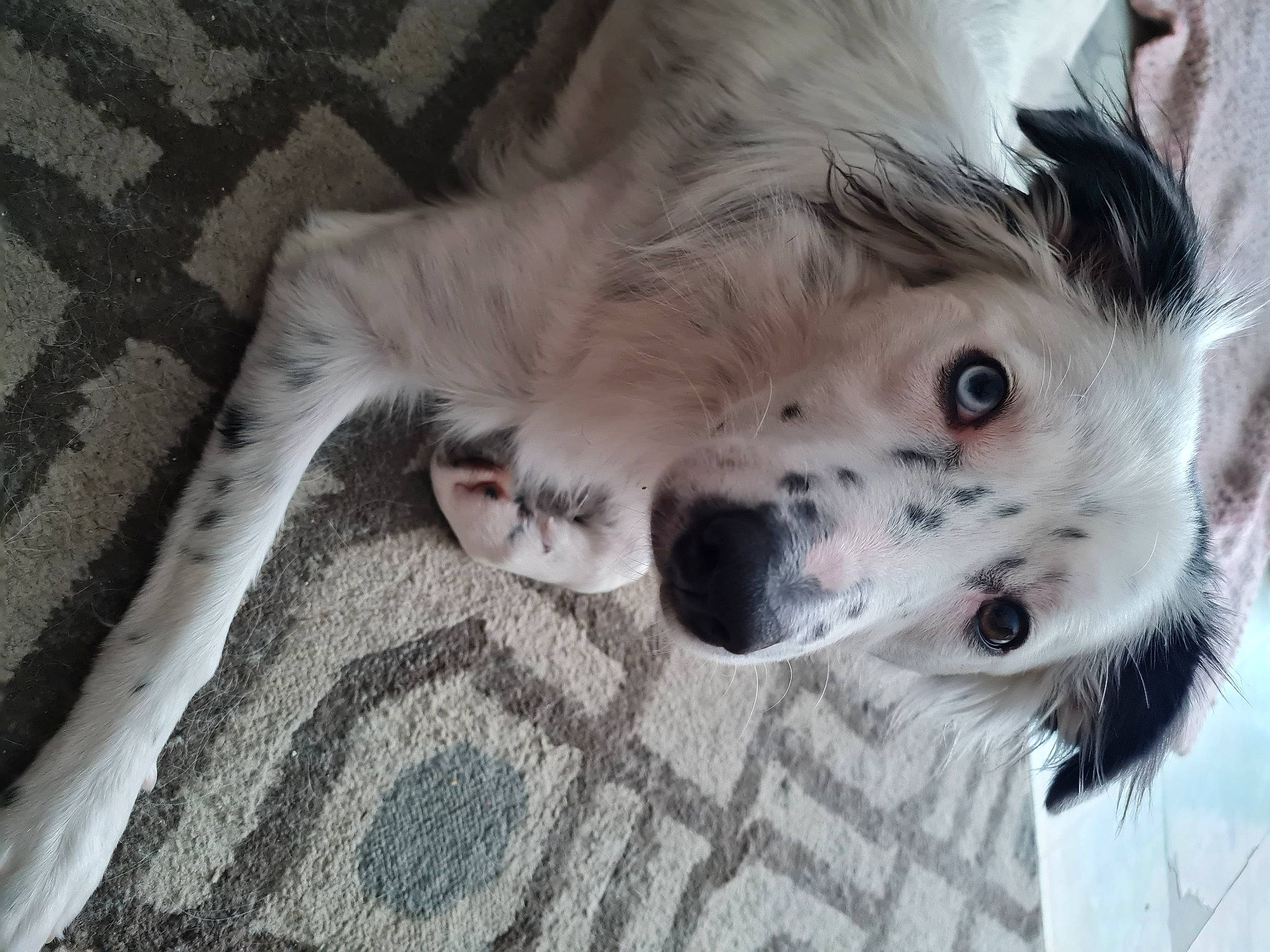 Dixie Mae is registered to the contest to win money with this photo: canidae, carnivore, claw, comfort, companion_dog, dog, dog_breed, fawn, felidae, flooring, fur, paw, puppy, small_to_medium_sized_cats, snout, sporting_group, terrestrial_animal, whiskers, wood, working_animal