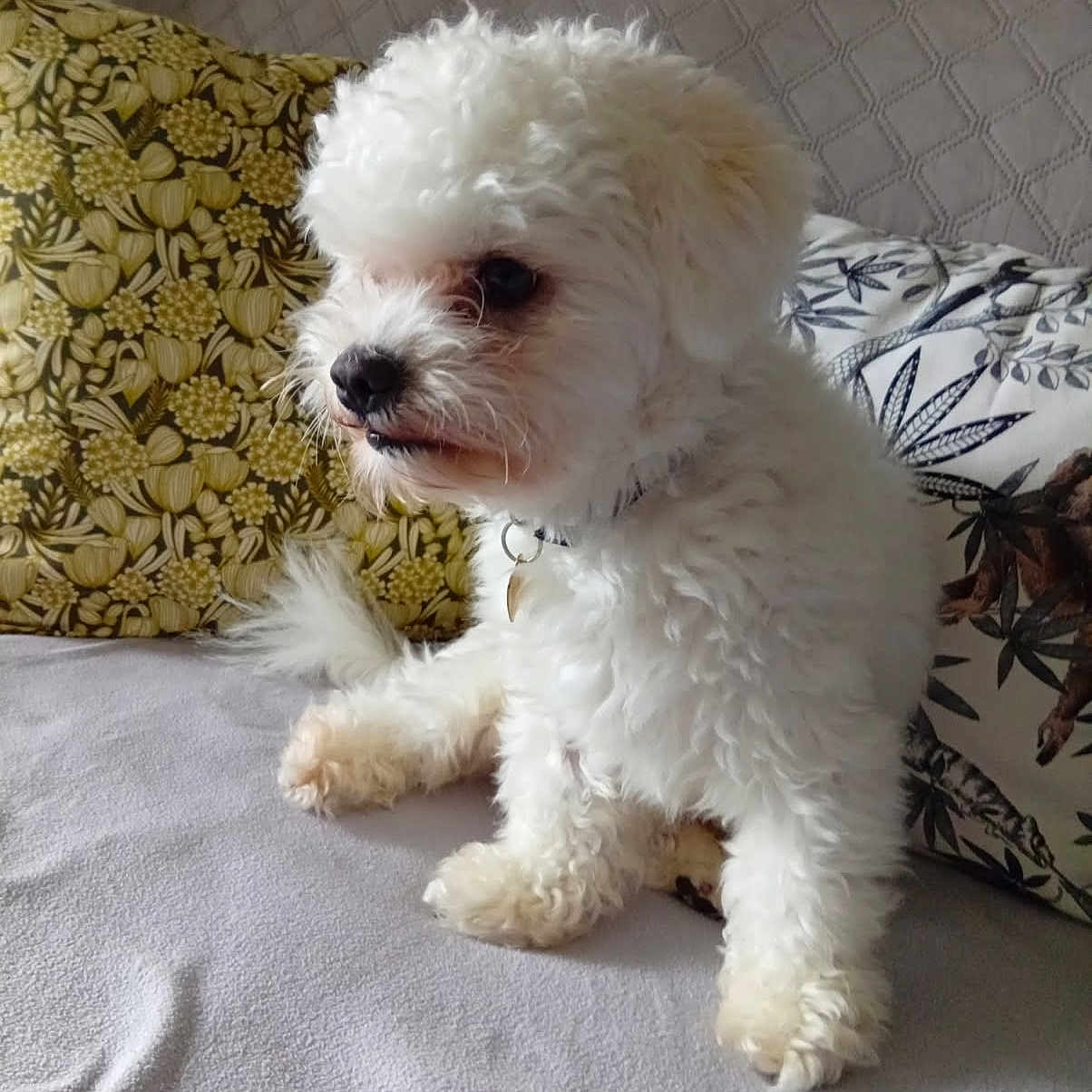 Nino participe au concours pour gagner de l'argent avec cette photo : animal, collar, companion, couch, curly_fur, cute, dog, domestic_animal, fluffy, fur, indoor, patterned_pillow, paw, pet, pillow, relaxed, side_view, sitting, small_dog, white_dog