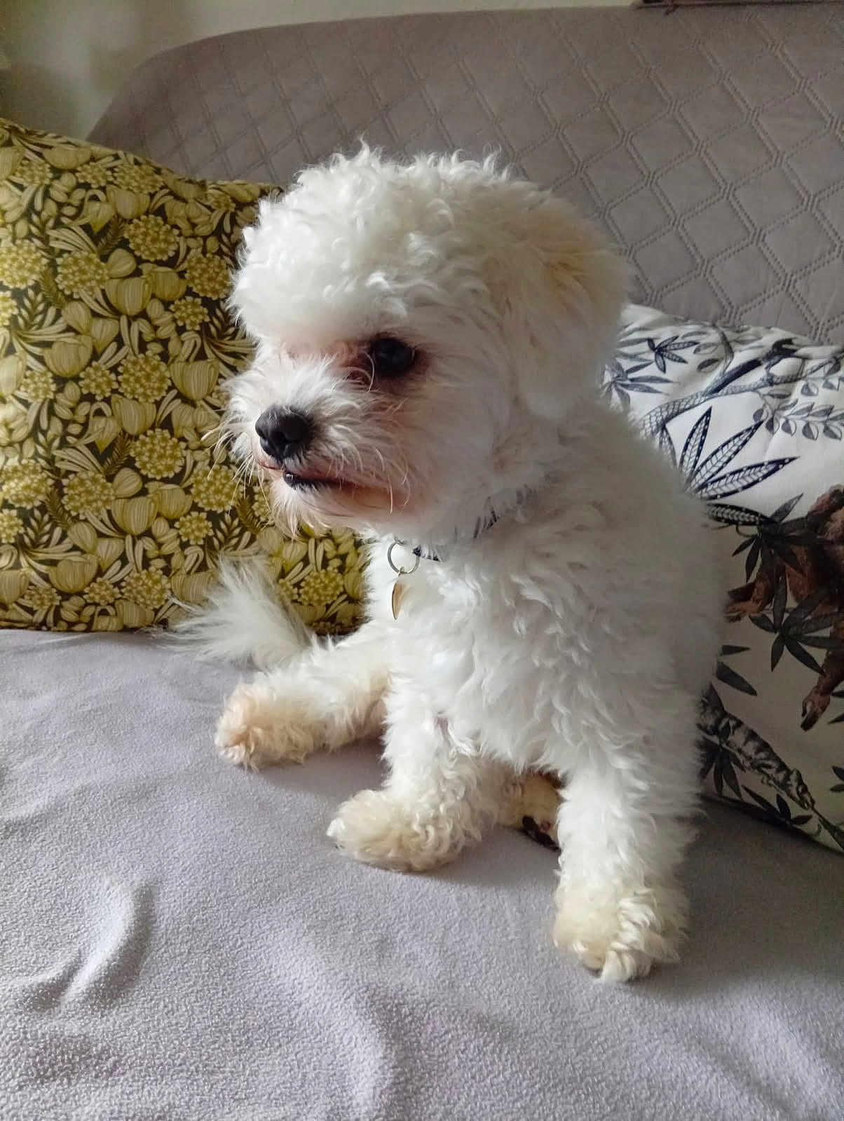 Nino participe au concours pour gagner de l'argent avec cette photo : dog, white_dog, fluffy, pet, couch, indoor, pillow, patterned_pillow, relaxed, small_dog, curly_fur, collar, side_view, domestic_animal, cute, companion, animal, fur, paw, sitting