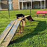 Raven Betty Bop is registered to the contest to win money with this photo: animal, apartment_building, bench, building, chain_link_fence, daylight, dog, door, fence, grass, outdoor, pet, playground, puppy, ramp, red_bench, shadow, sunlight, window, wood