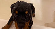Raven Betty Bop is registered to the contest to win money with this photo: animal, bath, bathroom, bathtub, black, brown, claw, cute, dog, ears, eyes, fur, indoor, person, pet, puppy, snout, tile, water, wet