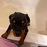 animal, bath, bathroom, bathtub, black, brown, claw, cute, dog, ears, eyes, fur, indoor, person, pet, puppy, snout, tile, water, wet