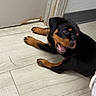 Raven Betty Bop is registered to the contest to win money with this photo: animal, baseboard, black, brown, canine, cute, dog, door, energetic, floor, indoor, mouth_open, paw, pet, playful, puppy, rottweiler, wall, wood_floor, young