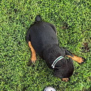 Raven Betty Bop is registered to the contest to win money with this photo: animal, black, brown, canine, collar, croc, cute, dog, footwear, fur, grass, green, laying_down, nature, outdoor, pet, playful, puppy, shoe, young