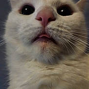 Yuki is registered to the contest to win money with this photo: animal, cat, close_up, curious, cute, dark_background, face, feline, fur, head, indoor, muzzle, pet, pink_nose, portrait, soft_fur, tongue_out, whiskers, white_cat, wide_eyes