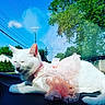 Yuki is registered to the contest to win money with this photo: animal, blue_sky, car_dashboard, cat, daytime, dress, ears, fur, nap, outdoor_view, pet, pink_dress, power_lines, relaxing, ruffles, suburban, sunlight, trees, whiskers, white_cat