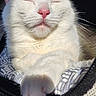 Yuki joined the competition — help win amazing prizes! animal, cat, closeup, comfortable, cozy, cute, domestic_cat, ears, feline, fur, indoor, paw, pet, pink_nose, relaxed, resting, sleeping, sunlight, whiskers, white_cat