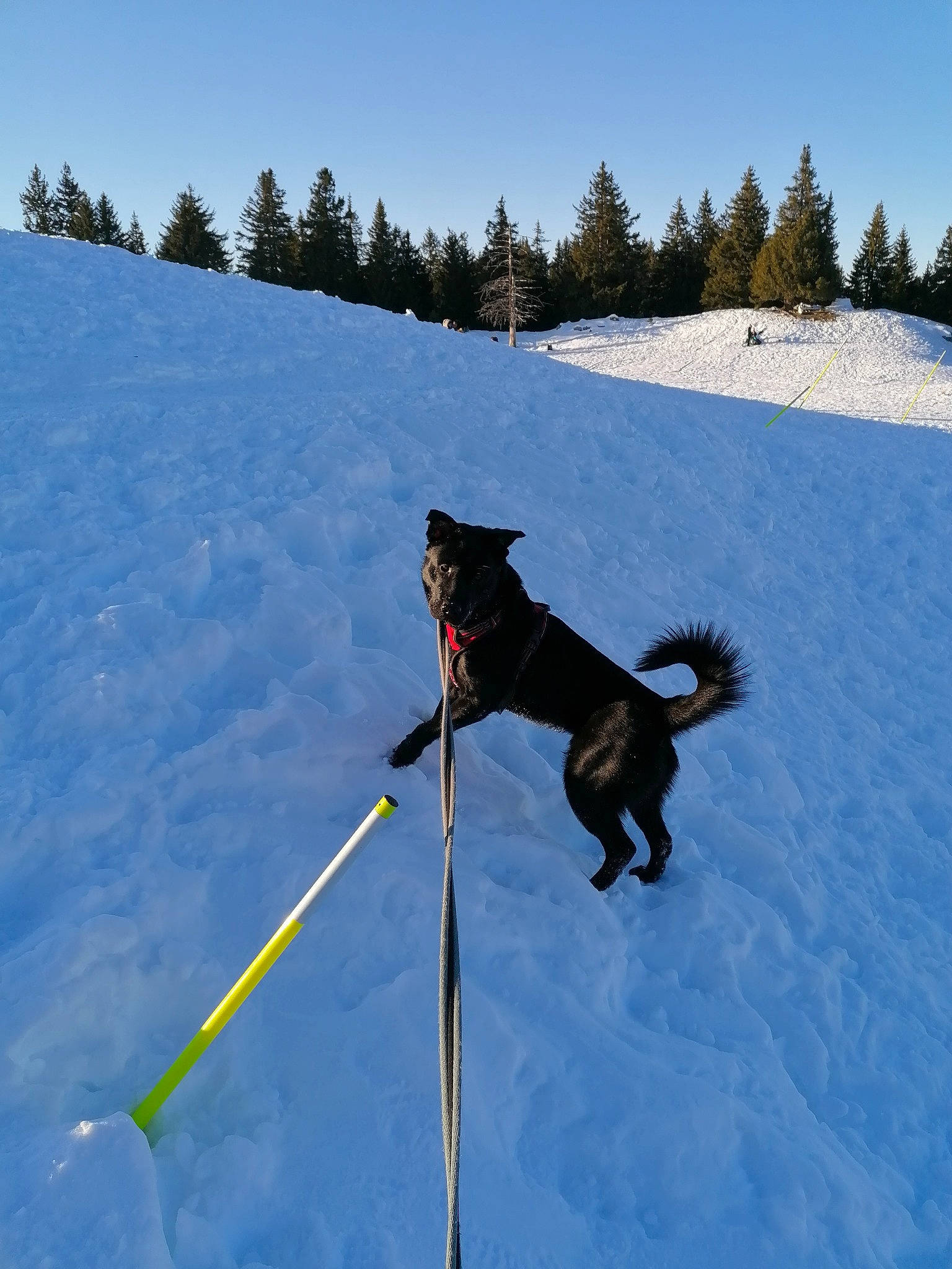 Pepito participe au concours pour gagner de l'argent avec cette photo : black_norwegian_elkhound, canidae, carnivore, dog, dog_breed, greenland_dog, lapponian_herder, mammal, recreation, snow, sporting_group, winter