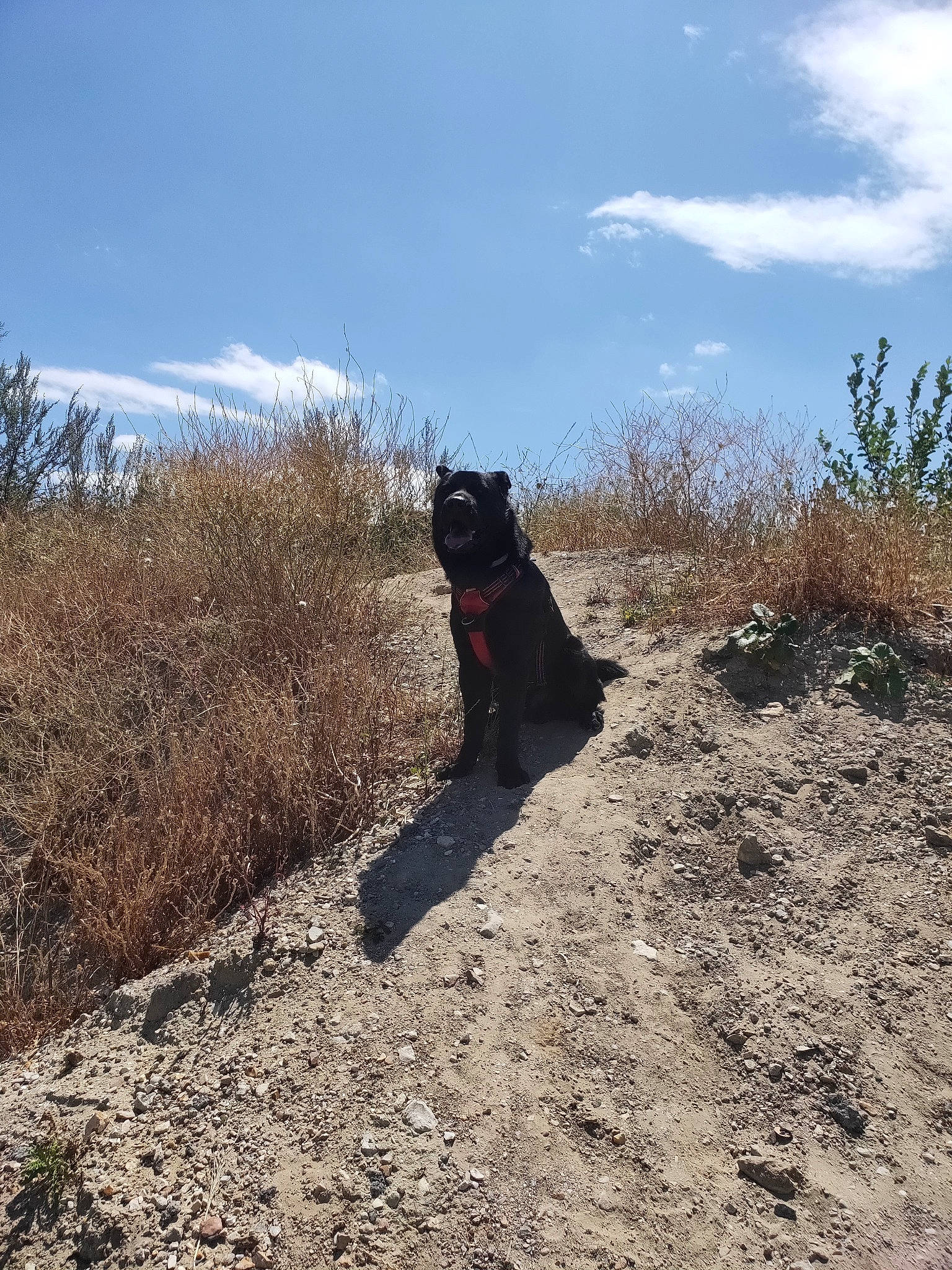 Pepito participe au concours pour gagner de l'argent avec cette photo : adventure, canidae, carnivore, dog, dog_breed, dog_hiking, dog_walking, guard_dog, hunting_dog, labrador_retriever, mountain, patterdale_terrier, soil, sporting_group, terrier, trail, tree, walking