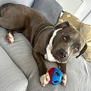 Luna a rejoint le concours — aidez-le/la à gagner de superbes lots ! dog, toy, couch, pillow, indoor, pet, playful, gray_dog, white_markings, paw, nose, ears, fur, snout, home, relaxed, animal, furniture, comfortable, looking