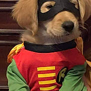 Fleetwood is registered to the contest to win money with this photo: dog, puppy, costume, mask, superhero, indoor, golden_retriever, pet, cute, animal, clothing, green_sleeves, red_shirt, yellow_cape, black_mask, portrait, furry, adorable, brown, wooden_background
