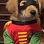 dog, puppy, costume, mask, superhero, indoor, golden_retriever, pet, cute, animal, clothing, green_sleeves, red_shirt, yellow_cape, black_mask, portrait, furry, adorable, brown, wooden_background