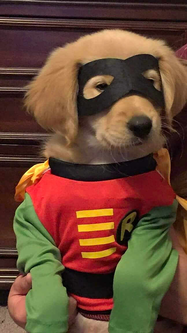 Fleetwood is registered to the contest to win money with this photo: dog, puppy, costume, mask, superhero, indoor, golden_retriever, pet, cute, animal, clothing, green_sleeves, red_shirt, yellow_cape, black_mask, portrait, furry, adorable, brown, wooden_background