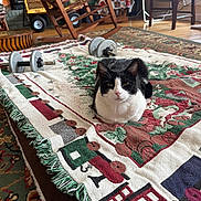 Dillon joined the competition — help win amazing prizes! black_and_white_cat, blanket, cat, chair, cozy, decor, floor, holiday_theme, home, indoor, living_room, loafing, patterned_textile, pet, resting, rug, table, train_pattern, weights, wooden_furniture