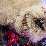 Kaiya joined the competition — help win amazing prizes! art, canidae, carnivore, companion_dog, dog_breed, event, fashion_accessory, fawn, feather, fur, liver, magenta, natural_material, pattern, petal, plant, shih_tzu, snout, toy_dog, whiskers