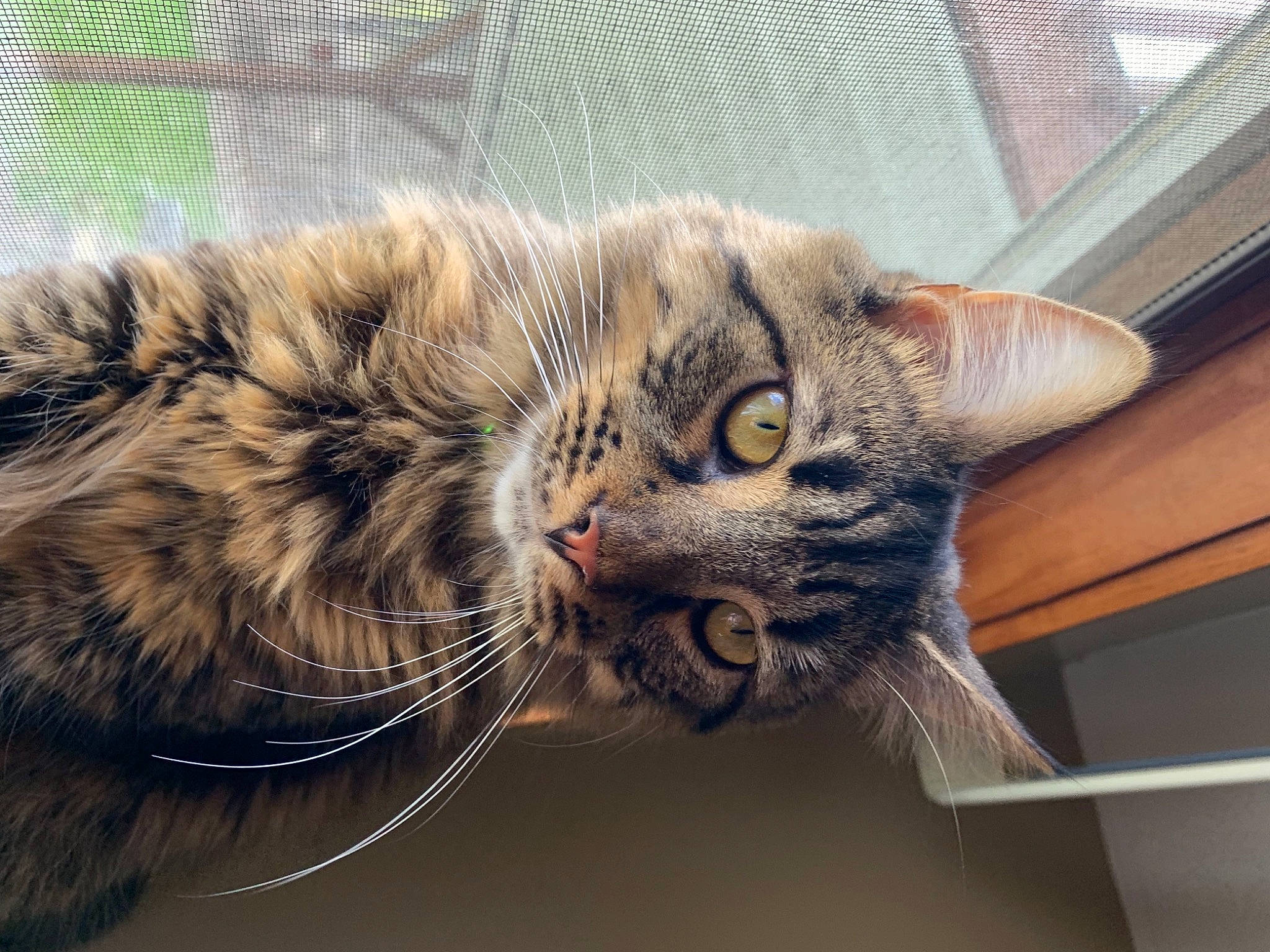 Farley joined the competition — help win amazing prizes! carnivore, cat, claw, domestic_short_haired_cat, eye, felidae, fur, head, paw, small_to_medium_sized_cats, snout, tail, terrestrial_animal, tree, whiskers, wildlife, window