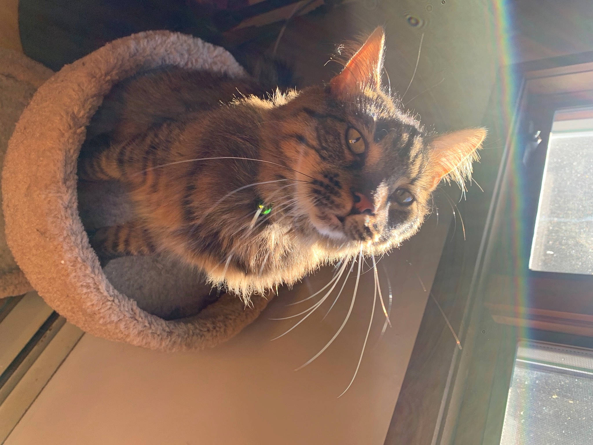 Farley is registered to the contest to win money with this photo: animal_shelter, box, cardboard, carnivore, cat, cat_supply, claw, domestic_short_haired_cat, door, fawn, felidae, fur, paw, small_to_medium_sized_cats, snout, tail, whiskers, window, wood