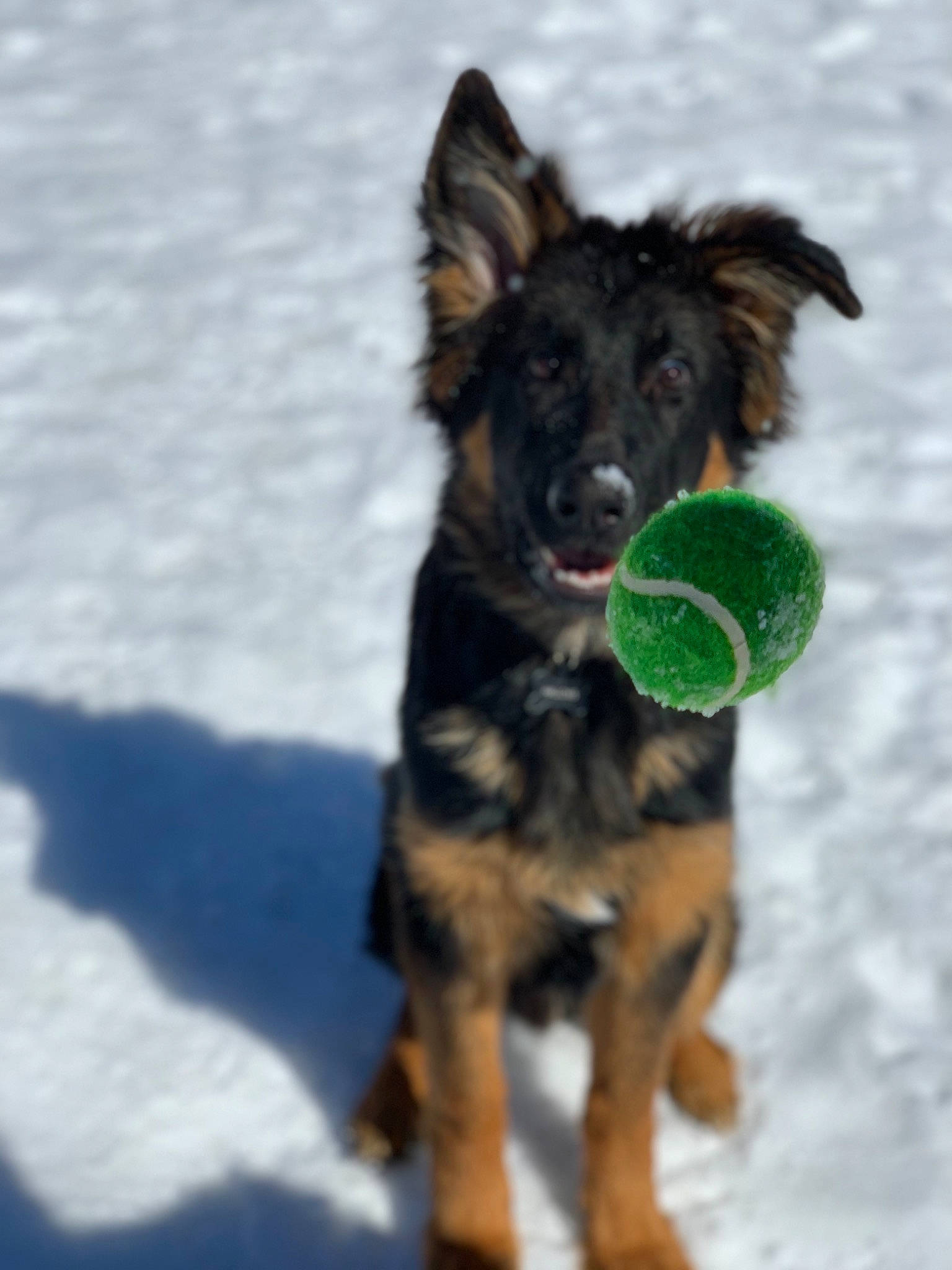 Hallows is registered to the contest to win money with this photo: ancient_dog_breeds, canidae, carnivore, companion_dog, dog, dog_breed, dog_supply, fur, german_shepherd_dog, guard_dog, herding_dog, king_shepherd, old_german_shepherd_dog, snout, snow, sporting_group, tail, winter, working_animal, working_dog