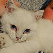 Jasper is registered to the contest to win money with this photo: kitten, white_fur, blue_eyes, cat, pet, cute, fluffy, animal, face, paw, close_up, person, human_hand, indoor, cozy, resting, young, fur, portrait, soft