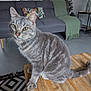 cat, gray_tabby, wooden_table, living_room, couch, throw_blanket, decorative_pillow, christmas_tree, floor_rug, curious, indoor, pet, feline, whiskers, ears, tail, eyes, cozy, home_decor, furniture