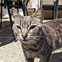 cat, tabby_cat, gray_cat, whiskers, outdoor, patio, sunlight, furniture, chair, table, animal, pet, closeup, walking, daylight, curious, feline, domestic_cat, shadow, blurred_background