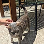 cat, gray_tabby, outdoor, sunlight, shadow, hand, petting, table, chair, concrete, furniture, animal, domestic_cat, striped, whiskers, tail, ear, paw, relaxed, daylight