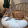 Roulio a rejoint le concours — aidez-le/la à gagner de superbes lots ! cat, ginger_cat, cushion, chair, wicker_chair, indoor, home_decor, cactus, plant, relaxed, pet, feline, fur, paw, tail, floor, lighting, cozy, resting, animal