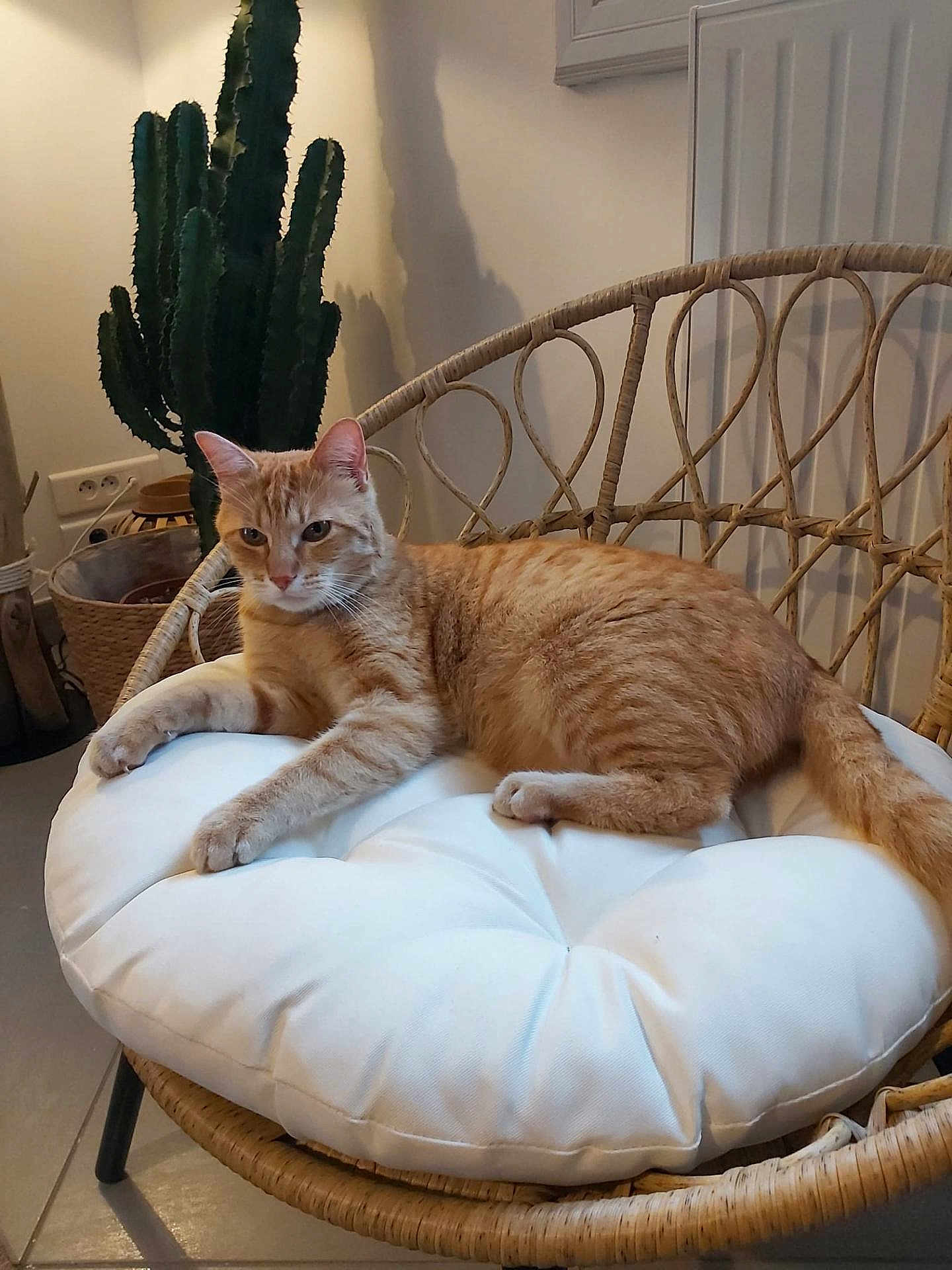 Roulio a rejoint le concours — aidez-le/la à gagner de superbes lots ! cat, ginger_cat, cushion, chair, wicker_chair, indoor, home_decor, cactus, plant, relaxed, pet, feline, fur, paw, tail, floor, lighting, cozy, resting, animal