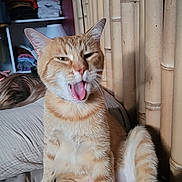Roulio participe au concours pour gagner de l'argent avec cette photo : cat, ginger_cat, pet, indoor, bed, bamboo, furniture, yawning, mouth_open, relaxed, fur, whiskers, animal, cute, sitting, home, cozy, shelf, clothes, expression