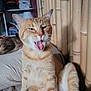 cat, ginger_cat, pet, indoor, bed, bamboo, furniture, yawning, mouth_open, relaxed, fur, whiskers, animal, cute, sitting, home, cozy, shelf, clothes, expression
