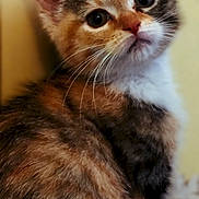 Baby is registered to the contest to win money with this photo: kitten, cat, calico, fur, close_up, pet, animal, whiskers, cute, young, indoor, portrait, feline, soft, eyes, small, mammal, curious, adorable, face