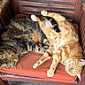 animal, cat, companion, cozy, cushion, cute, feline, friendship, fur, ginger_cat, indoor, nap, paw, pets, relaxation, resting, sleeping, tabby_cat, whiskers, wooden_chair