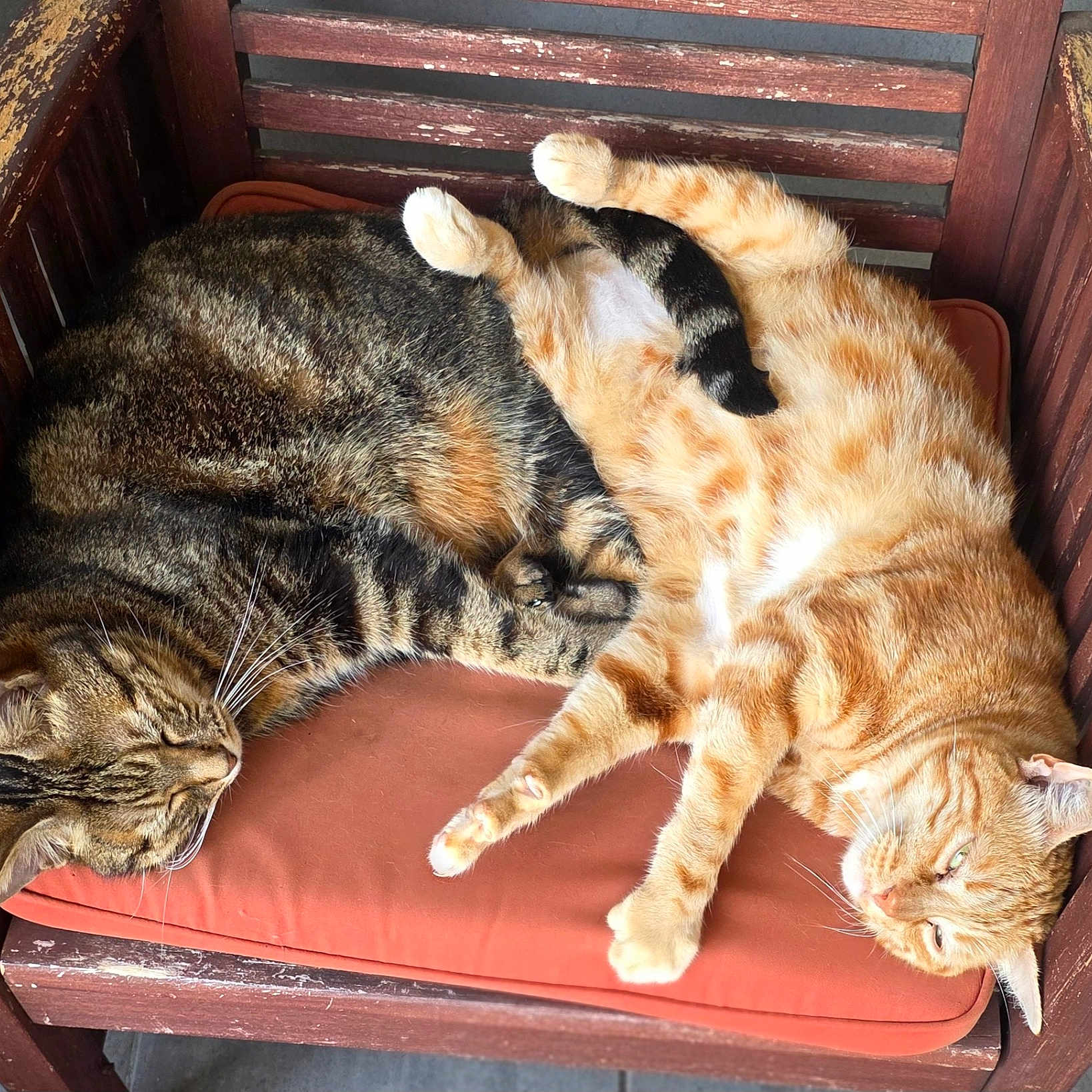 Opium Et Mallow a rejoint le concours — aidez-le/la à gagner de superbes lots ! animal, cat, companion, cozy, cushion, cute, feline, friendship, fur, ginger_cat, indoor, nap, paw, pets, relaxation, resting, sleeping, tabby_cat, whiskers, wooden_chair