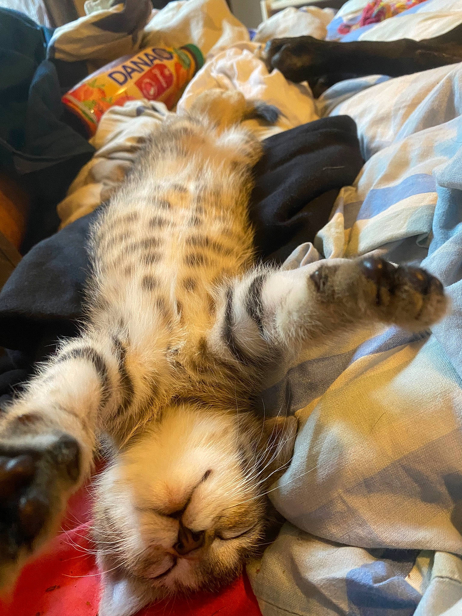 Miel Pops a rejoint le concours — aidez-le/la à gagner de superbes lots ! american_shorthair, bengal_tiger, big_cats, carnivore, cat, claw, ear, felidae, fur, mammal, nap, paw, sleep, small_to_medium_sized_cats, snout, tabby_cat, tiger, whiskers, wildlife