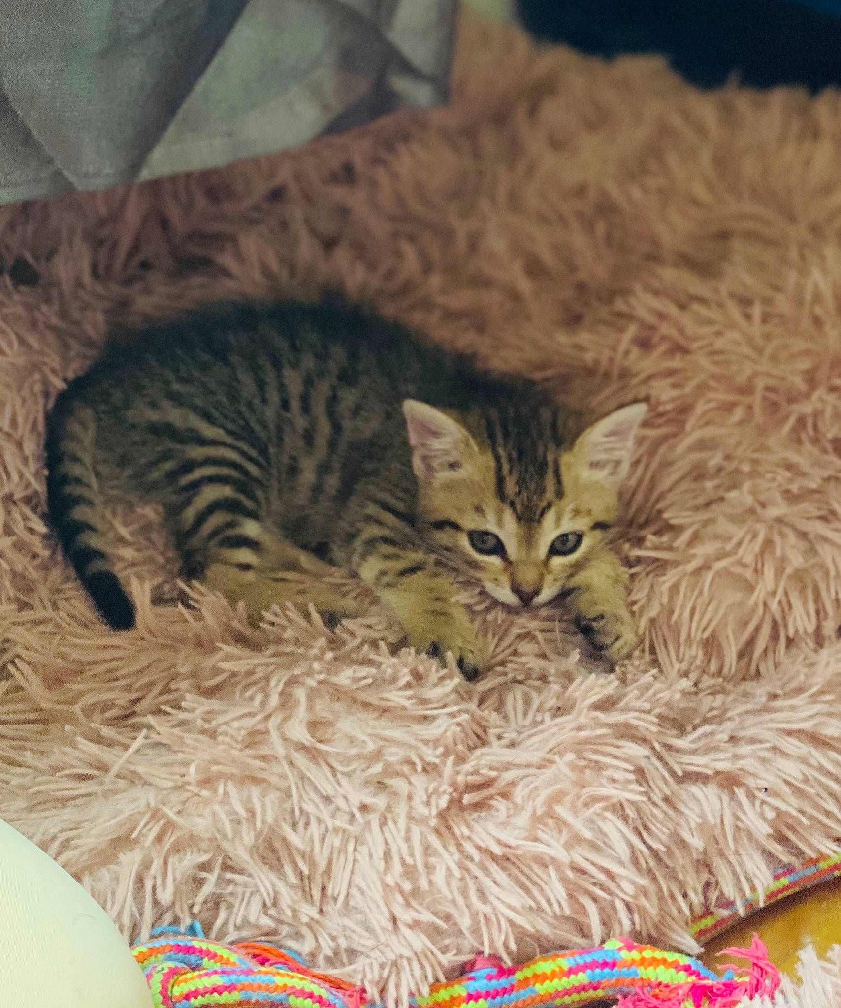 Miel Pops a rejoint le concours — aidez-le/la à gagner de superbes lots ! asian, bengal, california_spangled, carnivore, cat, domestic_short_haired_cat, dragon_li, egyptian_mau, european_shorthair, felidae, kitten, mammal, ocicat, pixie_bob, small_to_medium_sized_cats, tabby_cat, toyger, vertebrate, whiskers, wild_cat