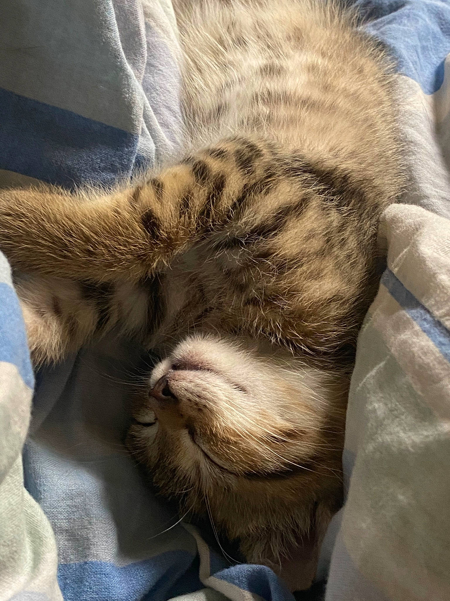 Miel Pops a rejoint le concours — aidez-le/la à gagner de superbes lots ! carnivore, cat, domestic_short_haired_cat, european_shorthair, fawn, felidae, fur, nap, paw, sleep, small_to_medium_sized_cats, snout, tabby_cat, whiskers