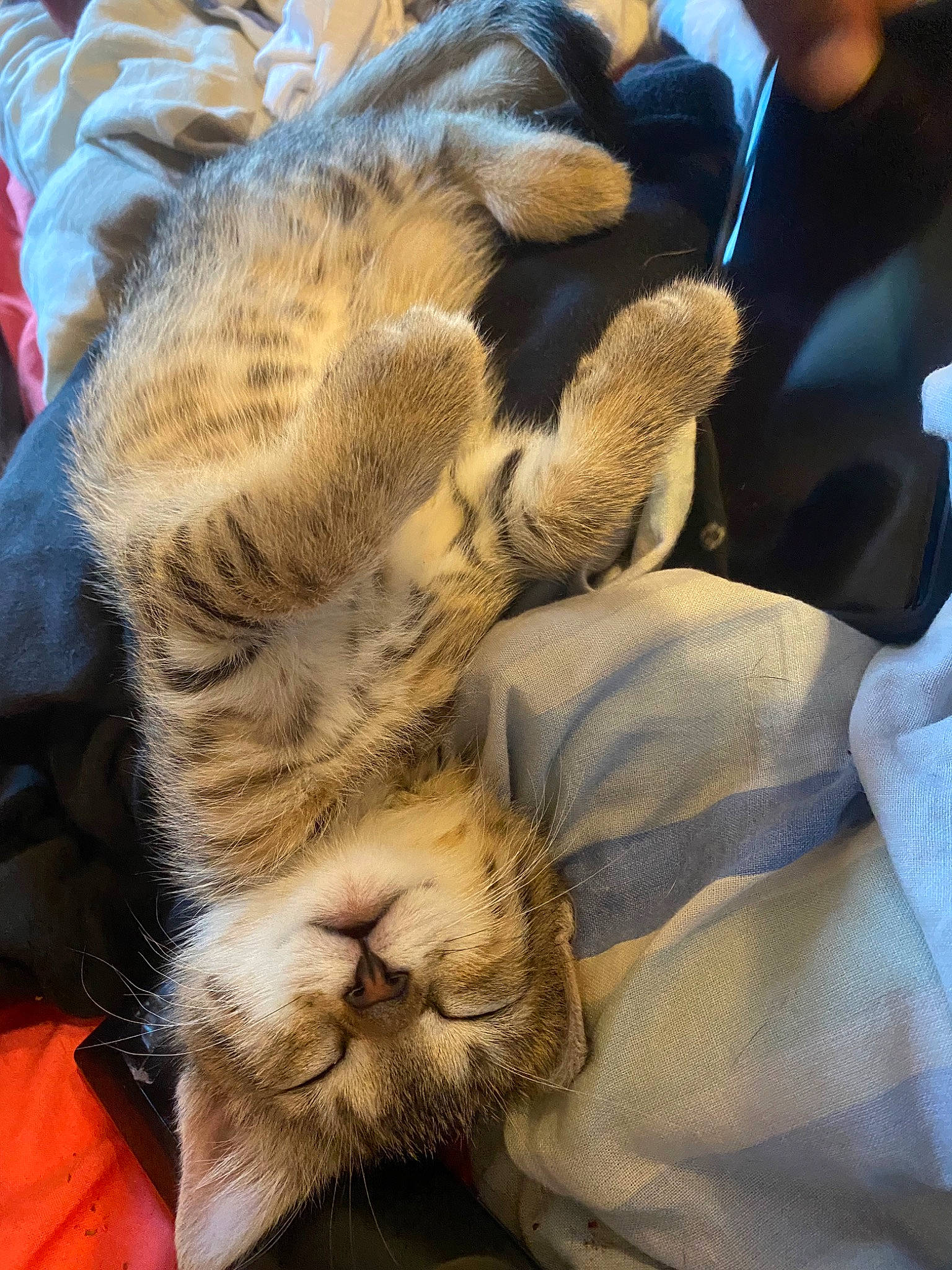 Miel Pops participe au concours pour gagner de l'argent avec cette photo : american_shorthair, asian, carnivore, cat, claw, dragon_li, egyptian_mau, european_shorthair, felidae, fur, nap, paw, pixie_bob, sleep, small_to_medium_sized_cats, snout, tabby_cat, whiskers