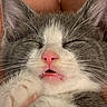 cat, gray_cat, white_cat, close_up, sleeping, sleepy, relaxed, whiskers, pink_nose, pink_paw, fur, tabby, pet, animal, face, muzzle, closed_eyes, paws, indoors, portrait