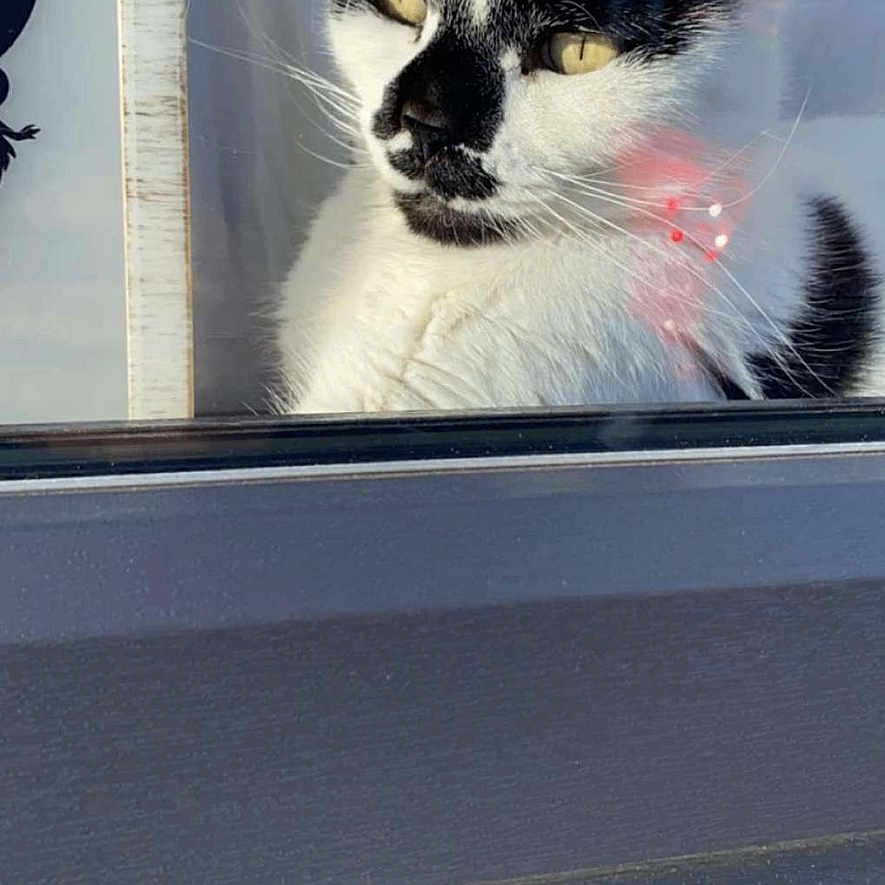 Lou-Lou joined the competition — help win amazing prizes! abyssinian, angora, animal, art, blackcat, cat, collage, computerhardware, doctor, egyptiancat, electronics, hardware, kitten, manx, monitor, pet, screen, siamese, window, windowsill