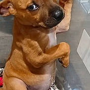Joker joined the competition — help win amazing prizes! puppy, dog, brown_dog, plastic_container, toy, blue_toy, blanket, paw, side_eye, cute, pet, indoor, young_dog, playful, animal, canine, sitting, looking_back, fur, domestic_animal